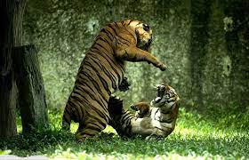 Roaring Argument No Love Lost Between These Two As Photographer Captures Ferocious Tiger Fight Wild Cats Malayan Tiger Animals Wild