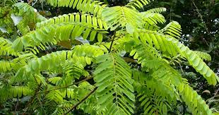 Image result for Pseudovigna