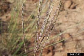Image result for Bothriochloa radicans