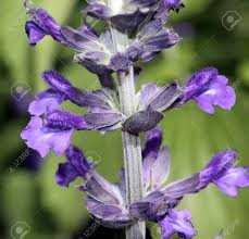 Check spelling or type a new query. Salvia Mystic Spires Blue A Hybrid With Dark Grey Green Leaves And Purple Blue Flowers Often Goes Under Cultivar Name Balsalmisp Stock Photo Picture And Royalty Free Image Image 63539469