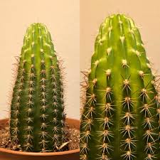 It is my first cactus and i don't really know if i was watering it correctly or if i missed something else, but now it's turned yellow and became softer. The Top Of My Cactus Has Turned Light Green And The Top Prickles Are Soft Compared To The Bottom Ones Should I Be Concerned Any Advice Thank You Cactus