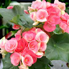 Begonias Freytag S Florist Austin Tx Flower Delivery Austin Florist Flowers
