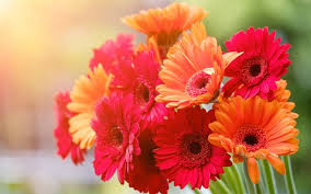 I fiori sono tutti accompagnati da nomi e immagini cosicché i bambini imparino a conoscerne le vari caratteristiche distinguendoli l'uno dall'altro. Scarica Sfondi Le Gerbere Colorate 4k Bokeh Bellissimi Fiori Bouquet Gerbera Bouquet Di Fiori Colorati Per Desktop Libero Immagini Sfondo Del Desktop Libero
