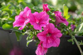 Amazing Meaning And Symbolism Of Petunia Flower And Color Florgeous