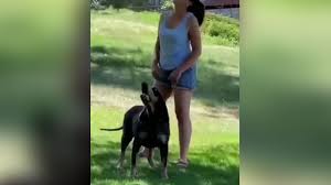 बोलने वाले इस कुत्ते ने इंटरनेट पर मचाया तहलका, यकीन ना हो तो देख लें VIDEO  | Talking dog video goes viral on social media left netizens amazed