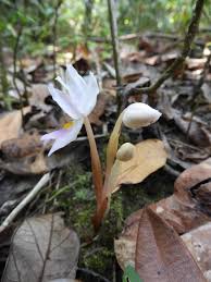 Image result for Brachycorythis