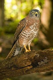 Birds Of Prey Animals List Pin On Birds Of Prey