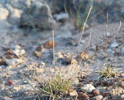 Image result for Microchloa