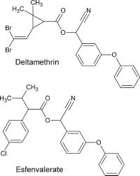 Image result for Pyrethroid