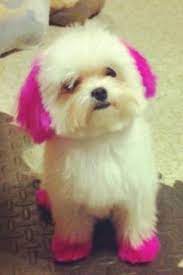 Well Here S Something We Can Do For Fun If We Re Ever Bored Lol We Have The Color Jk Dog Dye Dog Hair Dye Cute Dogs