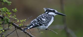 Birding Safaris in Masai Mara - birding encounters in masai mara