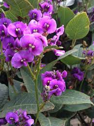 Australian Native Climber Native Plants Flowers Plants
