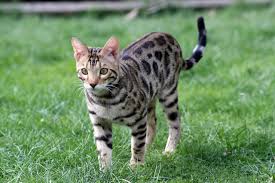 Here, you'll find free impartial advice i am considering getting a bengal cat and the breeder i'm considering adopting from suggested to adopt the bengal's brother as well, because. The Bengal Cat Breed Deluxe Cattery Bengal Kittens For Sale Bengal Cat Breeder