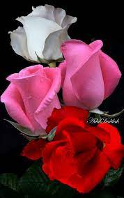 Pin By Roseli Camargo On Rosas Pretty Flowers Beautiful Roses Flower Pictures