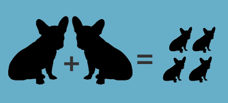 French Bulldog Weight Guide Is Your Frenchie Healthy