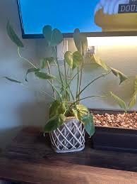 Tips & Tricks For Monstera Happiness