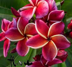 Gina Collection Plumeria Flowers Unusual Flowers Tropical Flowers