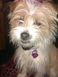 Name Lottie Breed Jack Russell Crossed With Shih Tzu Jack Russell Cute Animals Shih Tzu
