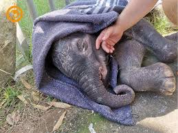 Baby orphan Elephant has died