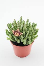 Image result for Orbea variegata