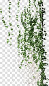 Green Leaf Illustration Planta Trepadora Vine Flora Liana Climb Transparent Background Png Clipart Wall Climbing Plants Climbing Plants Creepers Plants