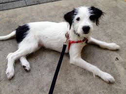 Black And White Jack Russell Terrier Lab Mix Mies The Jack Russell Mix Jack Russell Mix Jack Russell Dogs