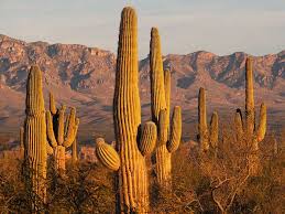 Photo by mark wagner on. No 55 Usa Arizona Biking In Cactus Country Pushbikegirl Heike Pirngruber Solo Female Cyclist