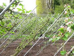 This fall's selection includes four varieties suited to large pots for smaller yards and balconies. Whole Lotta Fruit Trees Iambic Cafe Fruit Trees Tree Fruit