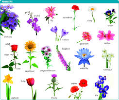 Flower Meaning Of Flower In Longman Dictionary Of Contemporary English Ldoce