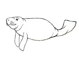 How To Draw Manatees Manatee Art Sea Creatures Drawing Drawings