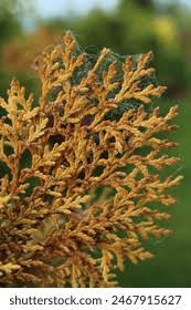 Image result for thuja drying out dead dried symptoms)