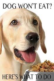 Is Your Dog Not Eating This Gorgeous Yellow Lab Puppy Is Ignoring His Dinner We Show You What To Do Next Https Pagez C My Dog Wont Eat Labrador Puppy Dogs