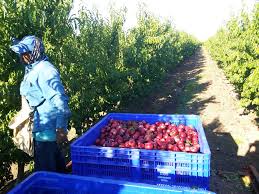 Jangan bayar yuran pendahuluan untuk bekerja. Lelaki Ini Kongsi Pengalaman Kerja Petik Buah Di Australia Bahagian 1 Iluminasi