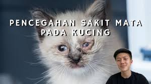Cara Mengobati Kucing Sakit Mata Penyebab Dan Solusi Sakit Mata Pada Kucing Mata Kucing Infeksi Youtube