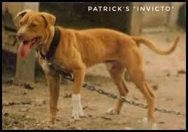 Black And Brown Pitbull Patrick S Invicto Pitbull Dog American Pitbull Terrier Apbt Pitbull Dog American Pitbull Terrier Pitbull Dog Pitbull Terrier