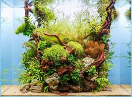 The Final Shot Of Our Scapersday Tank Blue Lagoon In A Full Ada Setup 60x30x45 Cm A Bit Too Quadrant But Uniq Aquascape Planted Aquarium Nature Aquarium