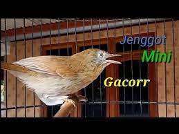 Masih bersama website resmi kacer.co.id, pada. Jenggot Mini Gacor Youtube