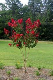 Its relatively fine texture sets it apart from other landscape plants with less refined foliage. Dynamite Crape Myrtl Crape Myrtle Myrtle Tree Crepe Myrtle Trees