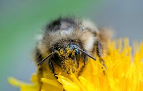 How to save a bee from the cold. New Law Would Help Bees But Could Leave Other Pollinators Out In The Cold Scientific American
