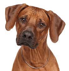 Browse thru rhodesian ridgeback puppies for sale near portland, oregon, usa area listings on puppyfinder.com to find your perfect puppy. Rhodesian Ridgeback Puppies For Sale Adoptapet Com