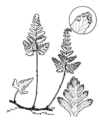 Image result for Davalliaceae