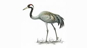 Check spelling or type a new query. Crane Bird Facts Grus Grus The Rspb