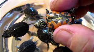 The midland painted turtle is a common sight by a pond. Baby Turtle Blog The Story Of A Rescued Painted Turtle Nest