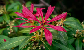 Image result for Pieris japonský obrázek