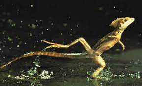 We did not find results for: Lizard That Walks On Water Basilisk