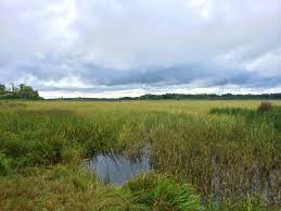 Drain or let the water steam off for the last few minutes of cooking. Wild Rice Spirit Lake Native Farms Fon Du Lac Reservation Mn From Garden Warriors To Good Seeds Indigenizing The Local Food Movement