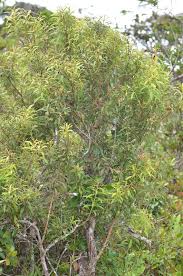 Image result for Agarista salicifolia