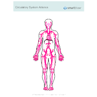 Download arteries and veins concept map for free. Circulatory System Diagram Cardiovascular System And Blood Circulation Diagram