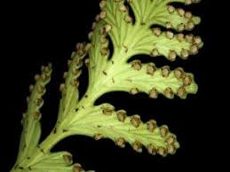 Image result for Davalliaceae