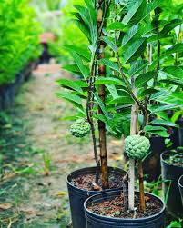 Maybe you would like to learn more about one of these? How To Grow Sugar Apple Growing Sugar Apple Tree Its Care